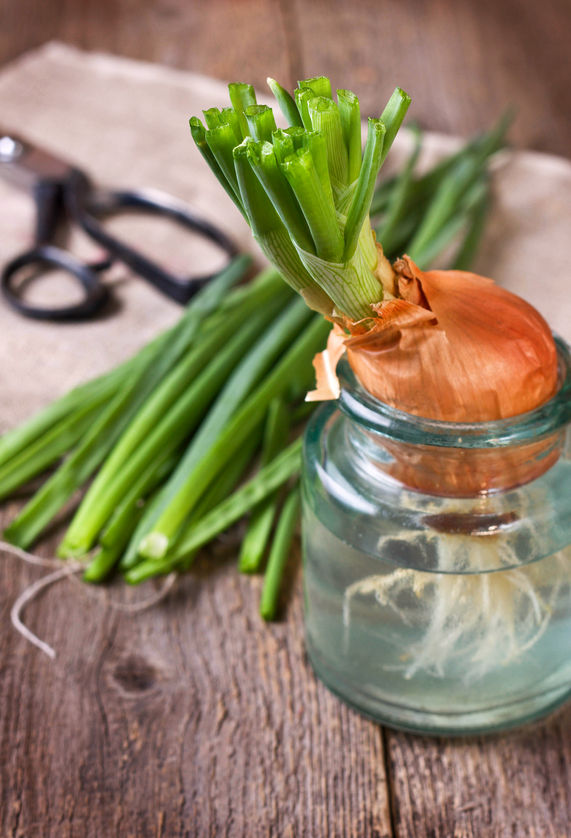 How to Grow Organic Onions -