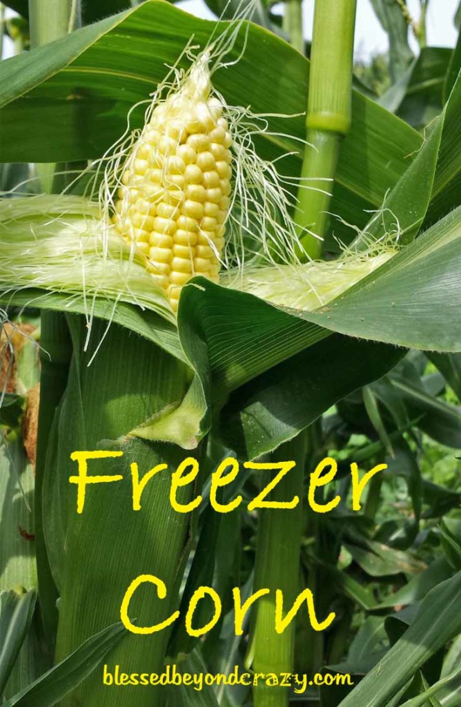 How To Freeze Fresh Sweet Corn