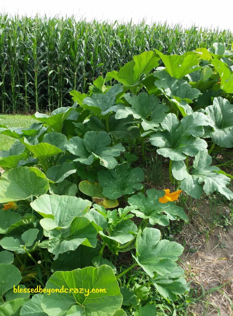 Pumpkin Plants