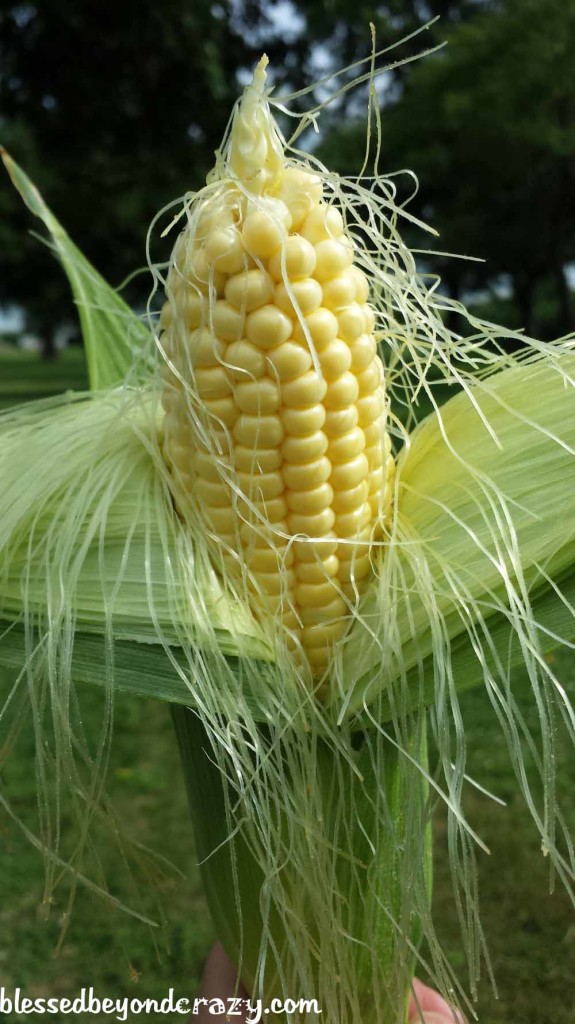 The process of shucking fresh sweet corn.