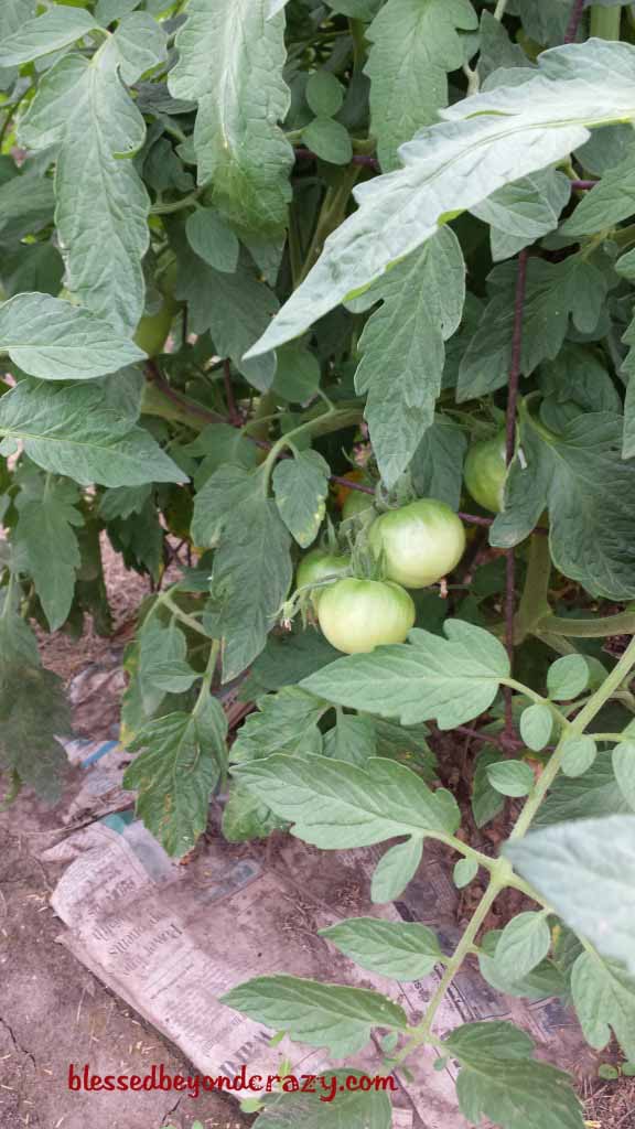 garden tomato