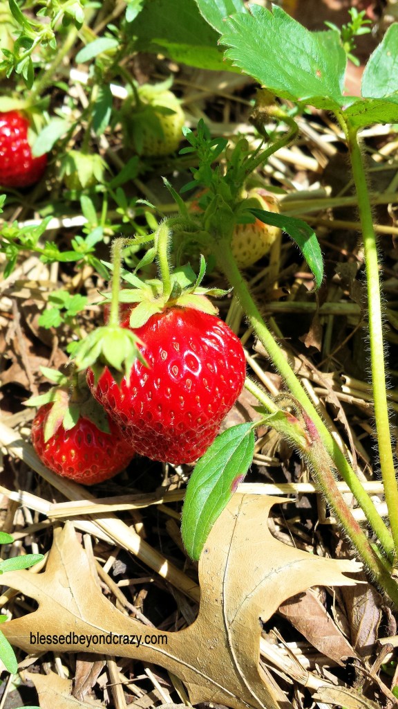 Strawberry Tart 4