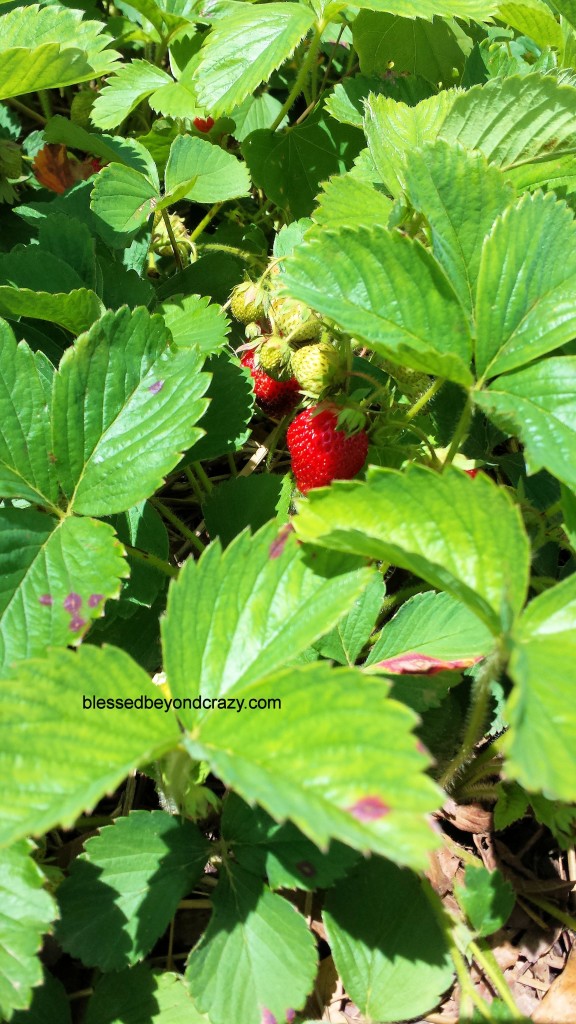 Strawberry Spinach Salad 2