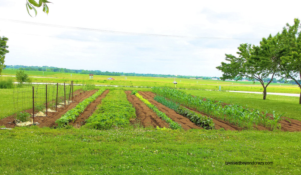 How to Grow Organic Onions 5