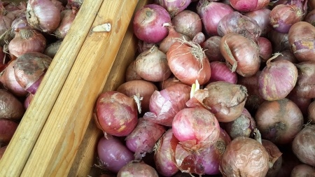 How to Grow Organic Onions 6