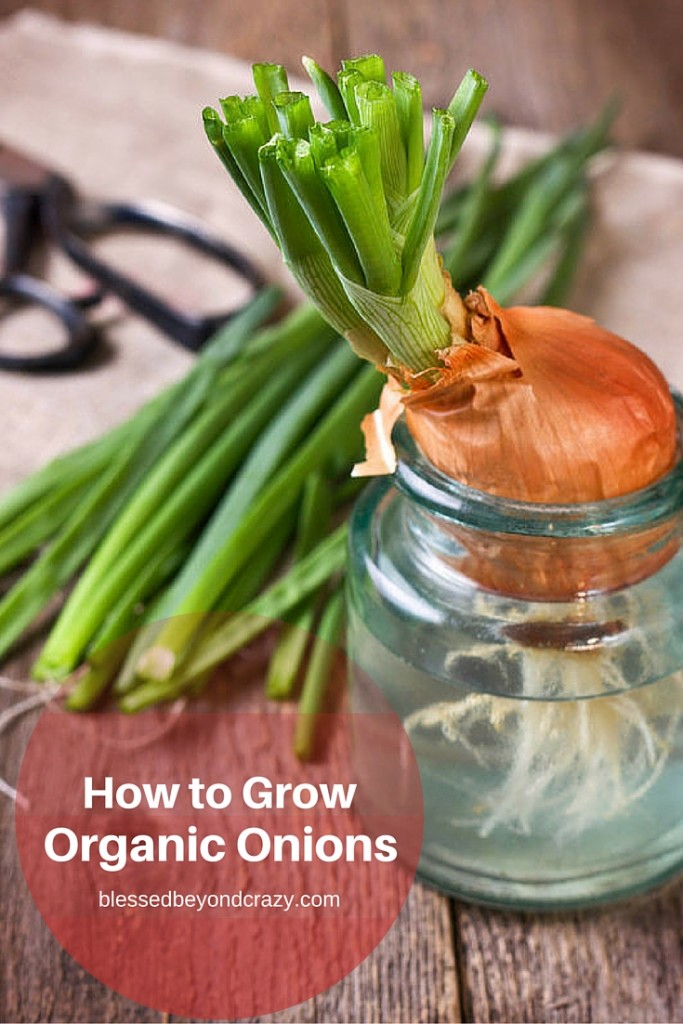 How to Grow Organic Onions