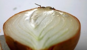 How to grow onions 9