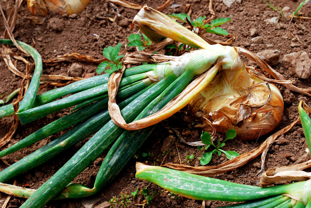 How to grow onions 10