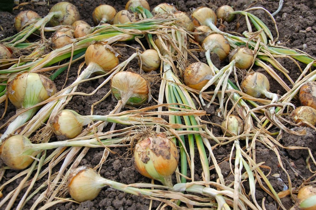 How to grow onions 14