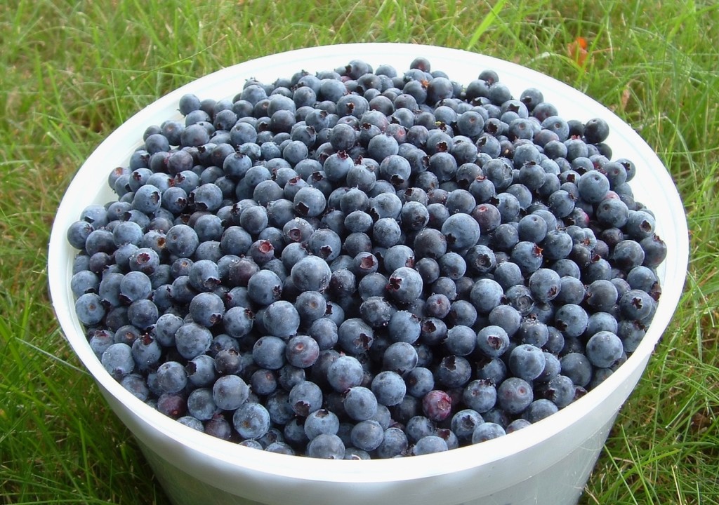 bucket-o-blueberries