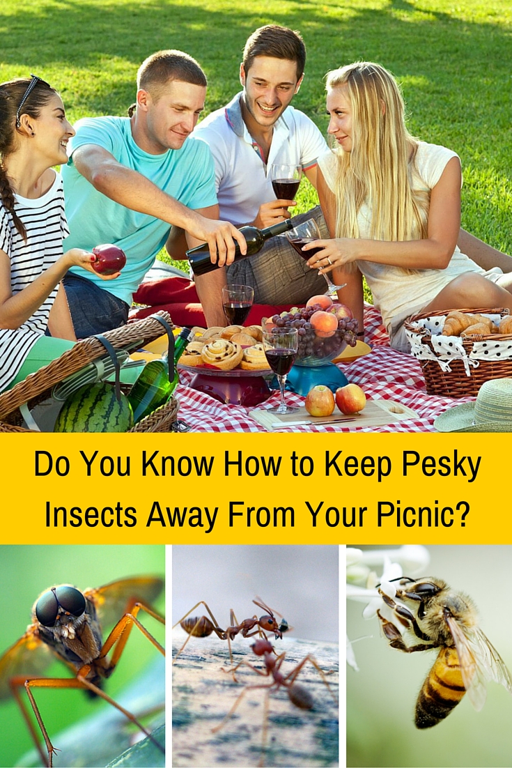 Do You Know How To Keep Pesky Insects Away From Your Picnic? - Blessed ...