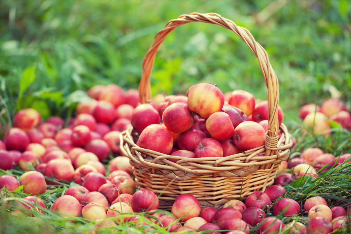 Basket with red apples on the grass