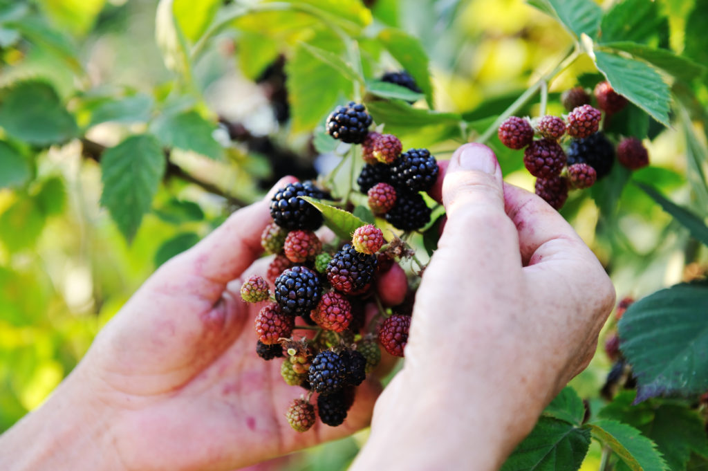 Blackberry harvest collecting