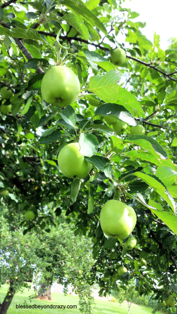 green apples