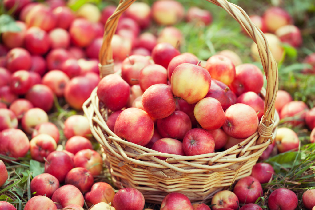 Basket with red apples on the grass