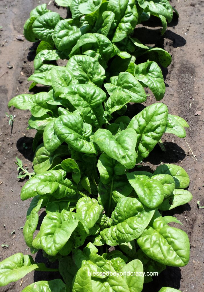 Spinaci che crescono nel giardino di mia nonna 