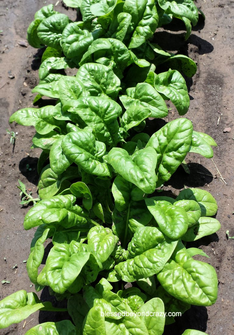 10 Sneaky Ways to add Spinach to your Diet - Blessed Beyond Crazy