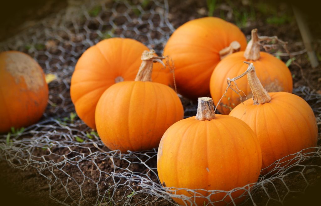 Easy Thanksgiving Pumpkin Pie 