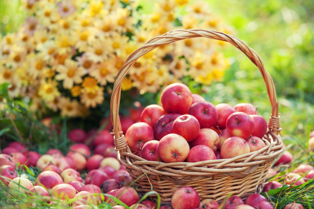 Basket of apples ready to make apple cake. 