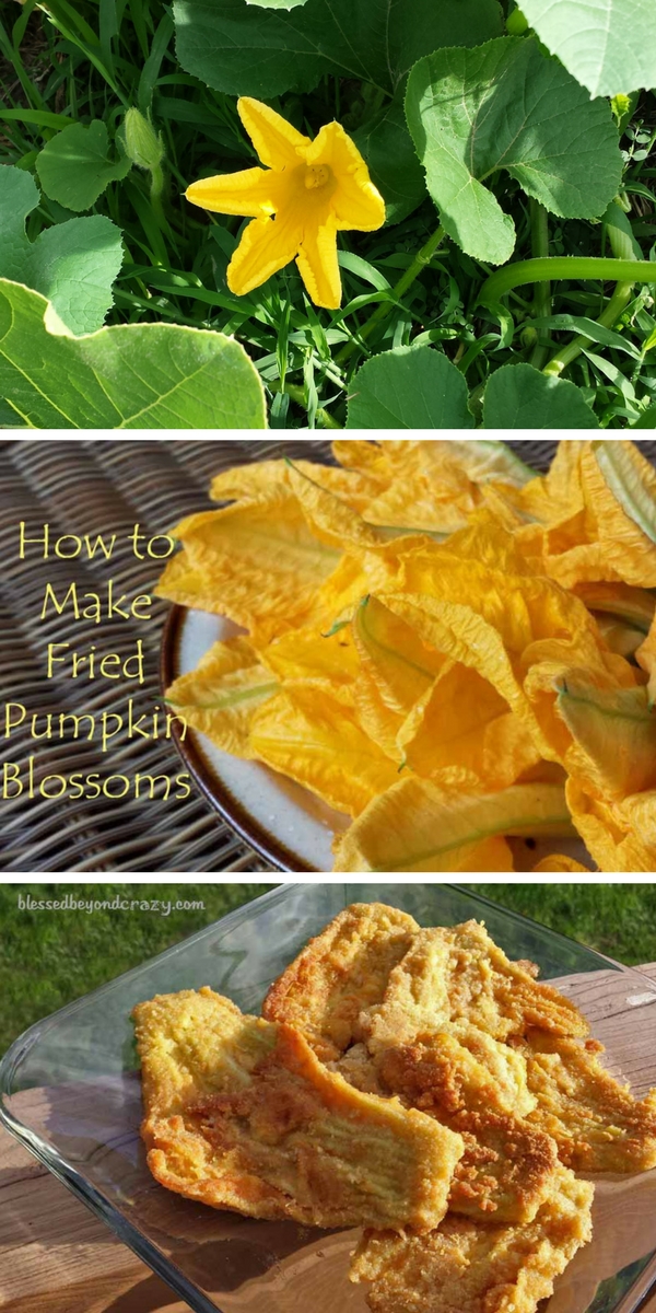 How to Make Fried Pumpkin Blossoms