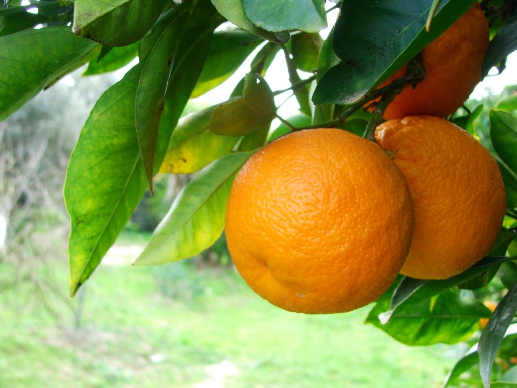 Refreshing Orange Smoothies
