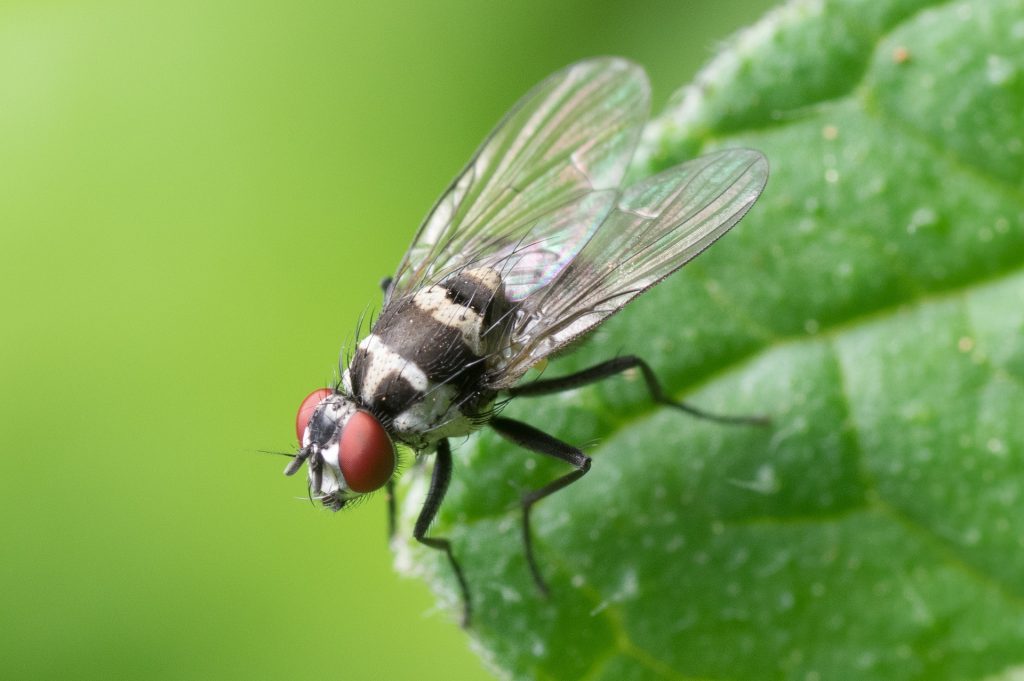 Do You Know How To Keep Pesky Insects Away From Your Picnic?