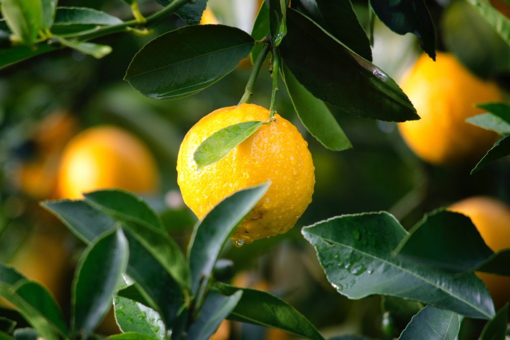 Citrus fruit for Cheery Sunshine Themed Ideas