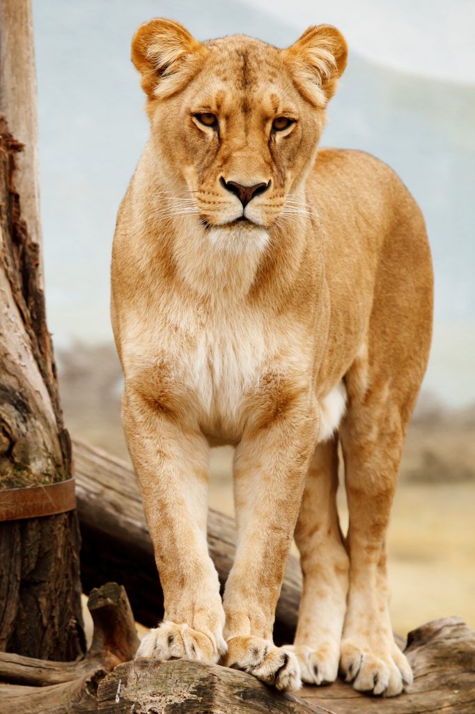 A lioness studing the pride. 