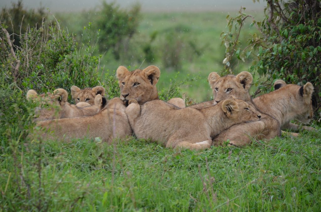 A group of lion cubs within a pride. 