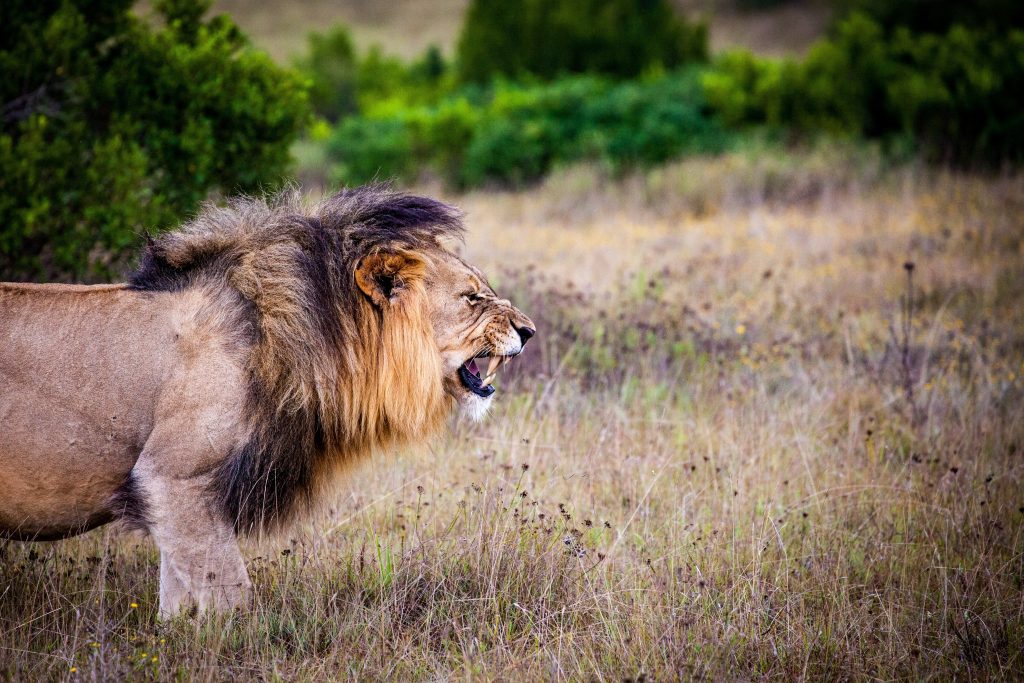 A majetic lion king ready for battle!