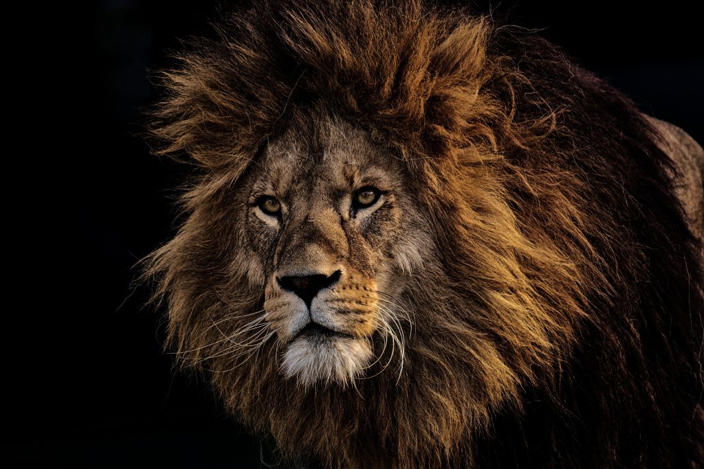 A majestic mature lion king guarding his pride. 