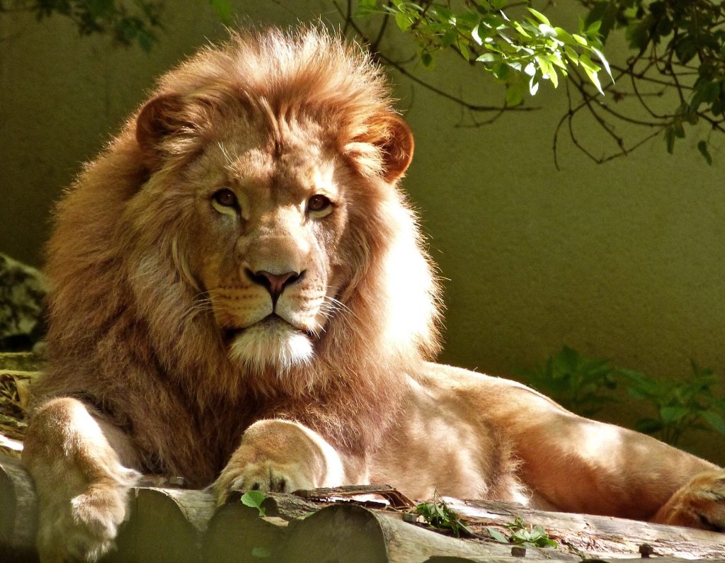A fully mature male lion king. 