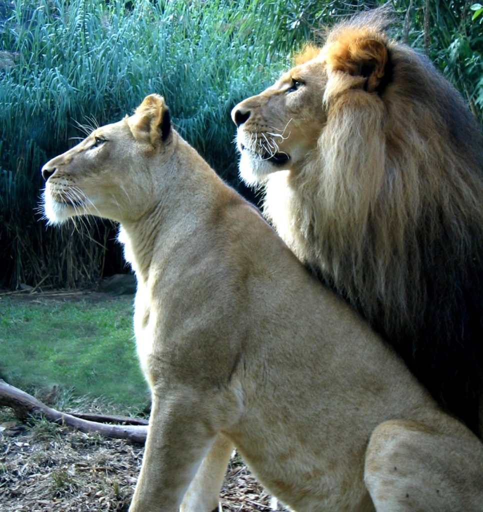 A lion king and his lioness