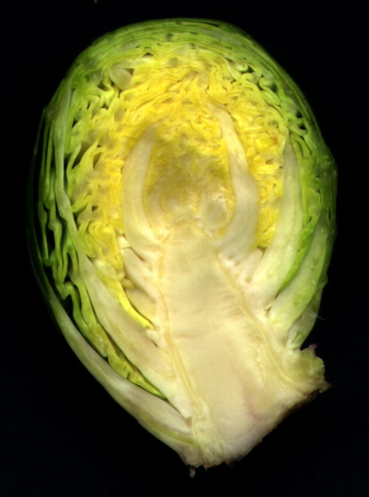 Brussel Sprout cut in half