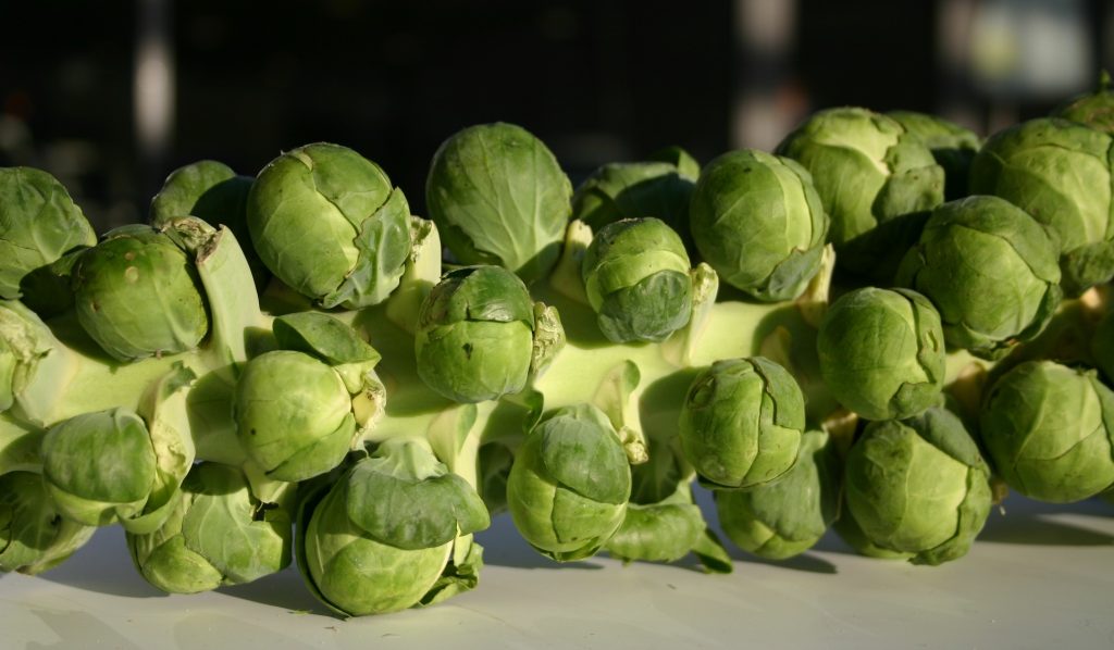 Fresh Brussel sprouts on stem