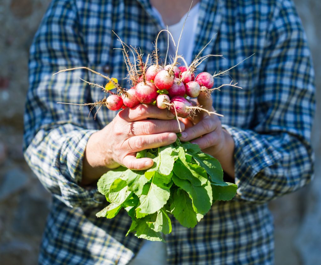 Gardener with fresh radishes