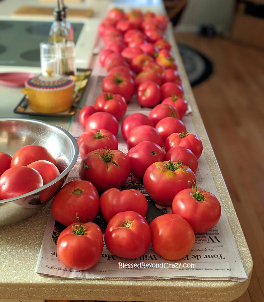 Garden Tomatoes