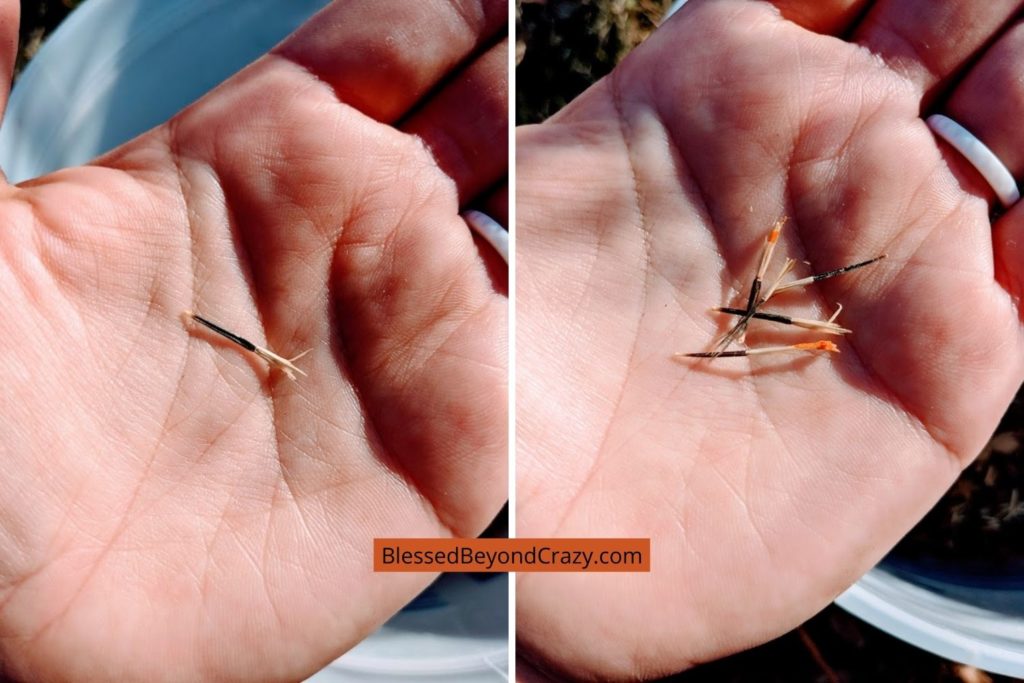 marigold seeds