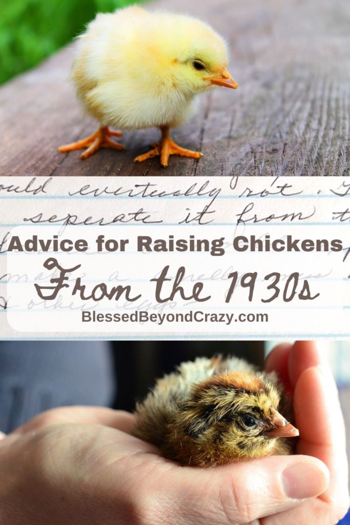 Watch a Mother Hen Enjoy a Meal With Her New Chicks [Video