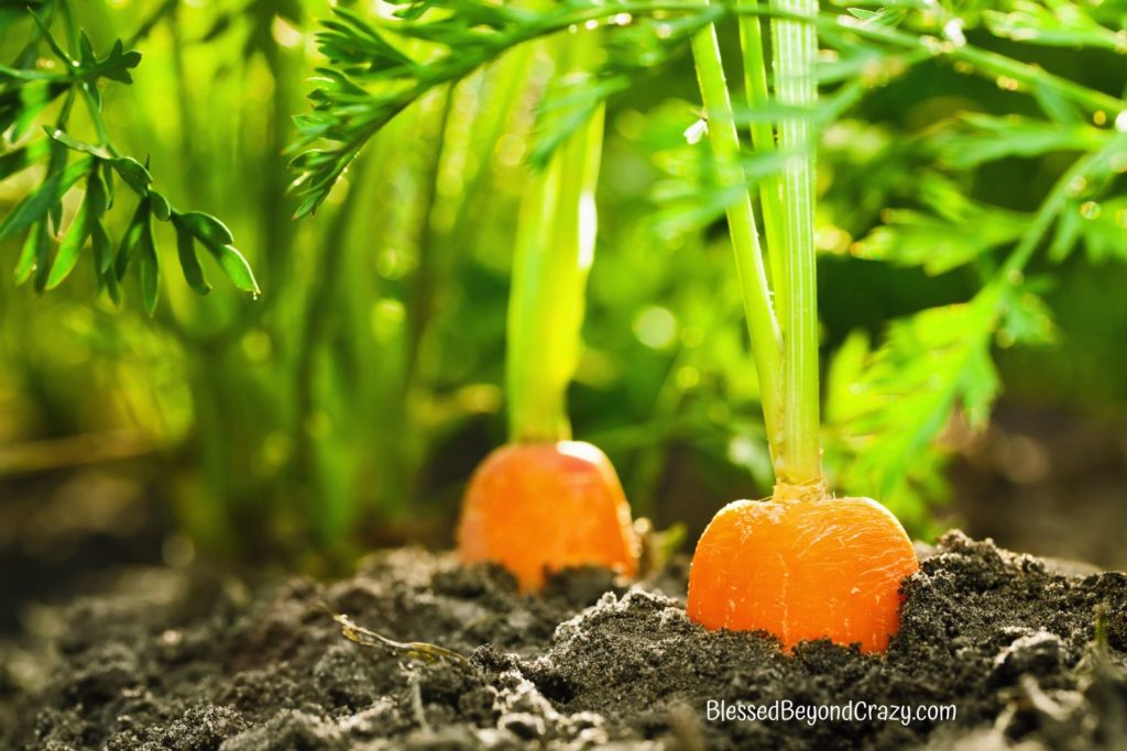 Photo of two carrots growing in the garden