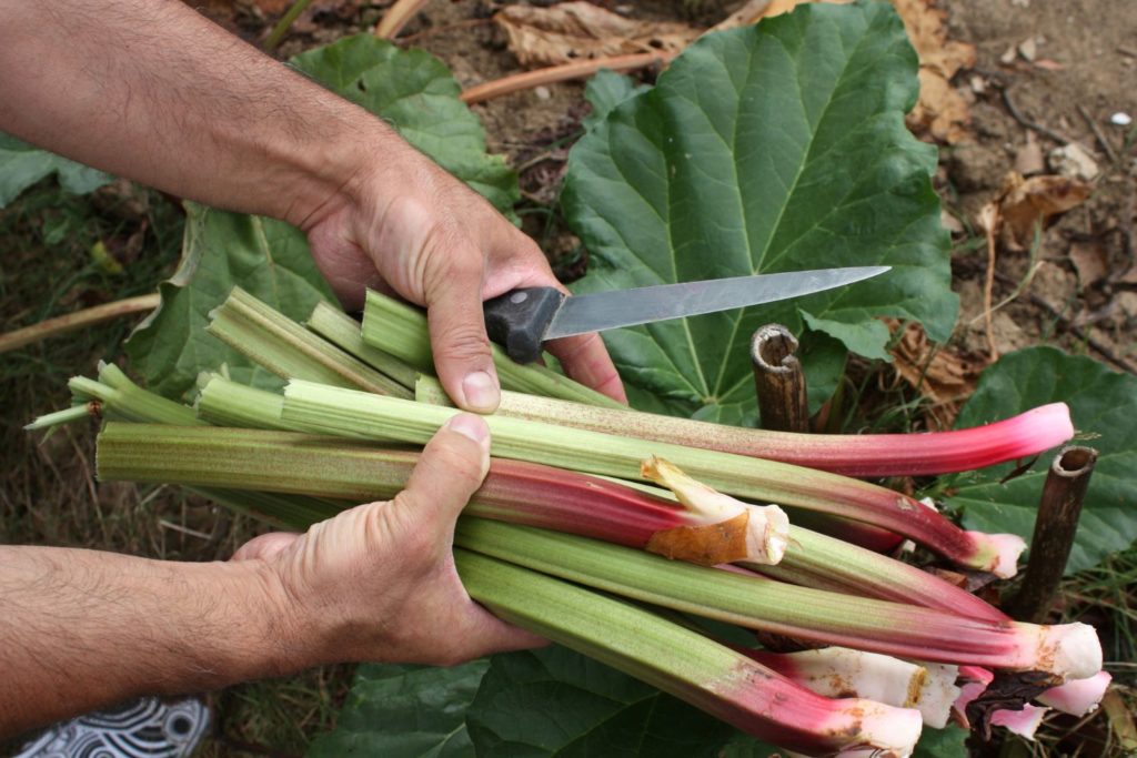 Man's hands and knife with a handful of freshly cut stalks of rhubarb.